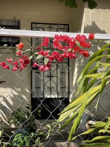 plant growing in the middle of the residential Apopa street