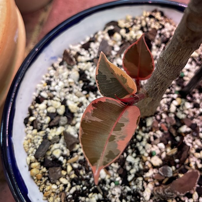Rubber Tree Growth